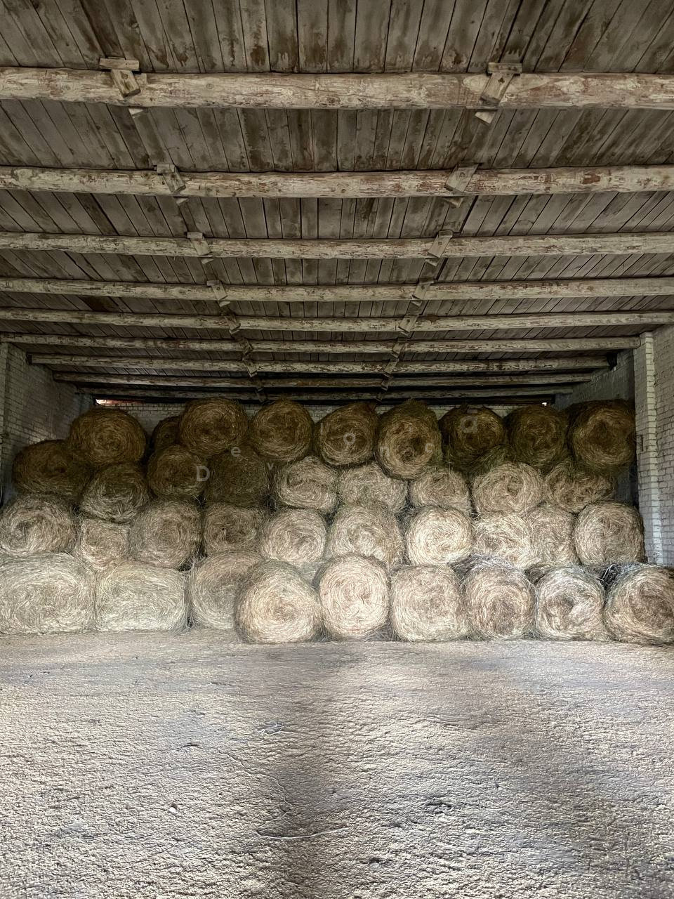 2025_konezavod_medvedki_8