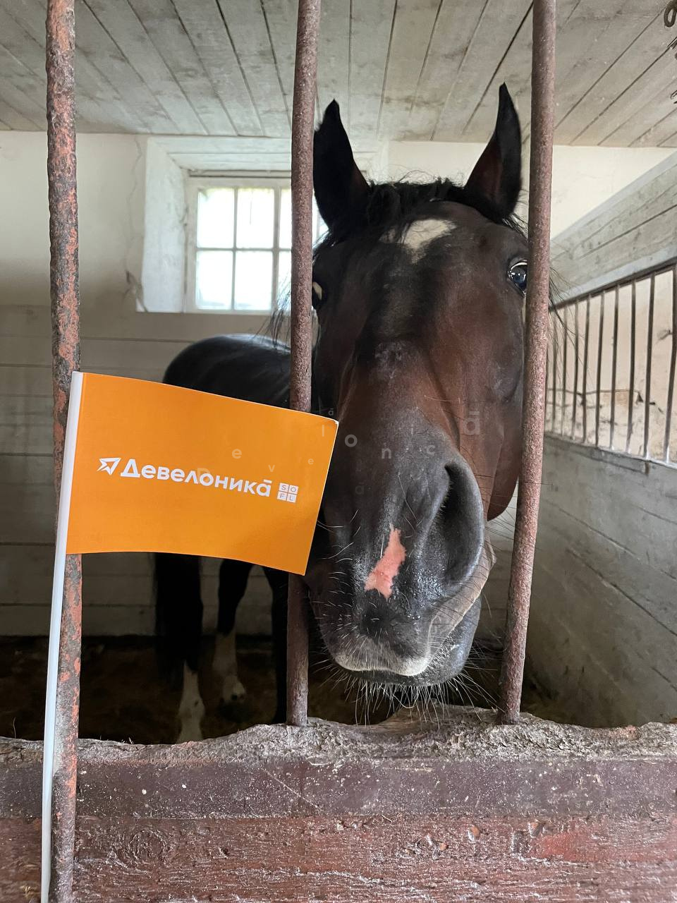 2025_konezavod_medvedki_6